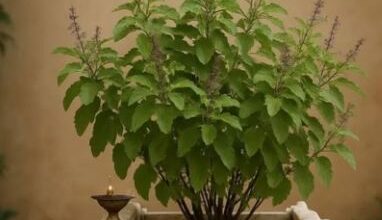 Photo of धनतेरस पर करें मां तुलसी की खास पूजा