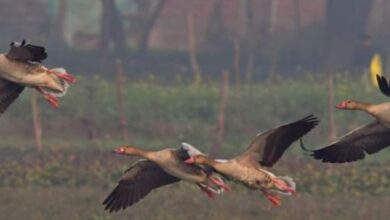 Photo of उत्तराखंड: 144 बर्ड वॉचर ने विभिन्न स्थानों पर देखे 344 पक्षी