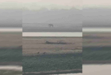 Photo of घायल हाथी की पीड़ा पर संवेदनहीनता भारी, तट पर तड़पता रहा, मदद के लिए लगाता रहा गुहार