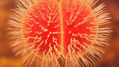 Photo of क्या है मेनिंगोकोकल डिजीज और किन लोगों को है इससे सबसे ज्यादा खतरा?