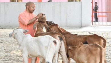 Photo of देश में यूपी नंबर वन: योगी सरकार में बढ़ा 40 फीसदी दुग्ध उत्पादन, बड़ी ताकत बनीं ग्रामीण महिलाएं